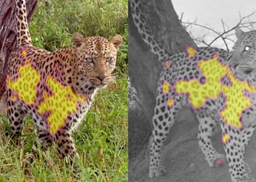 Example of technology with a leopard